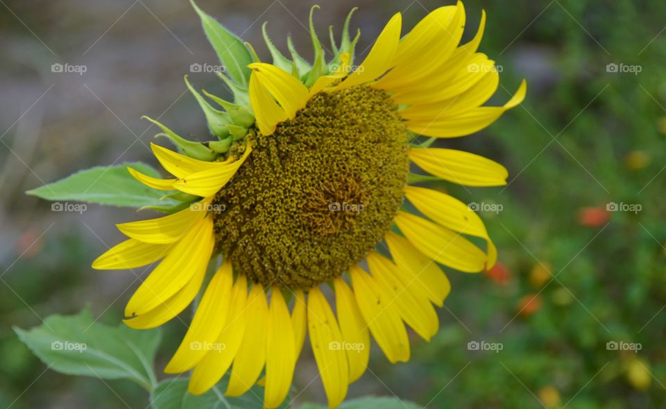 Blooming sunflower