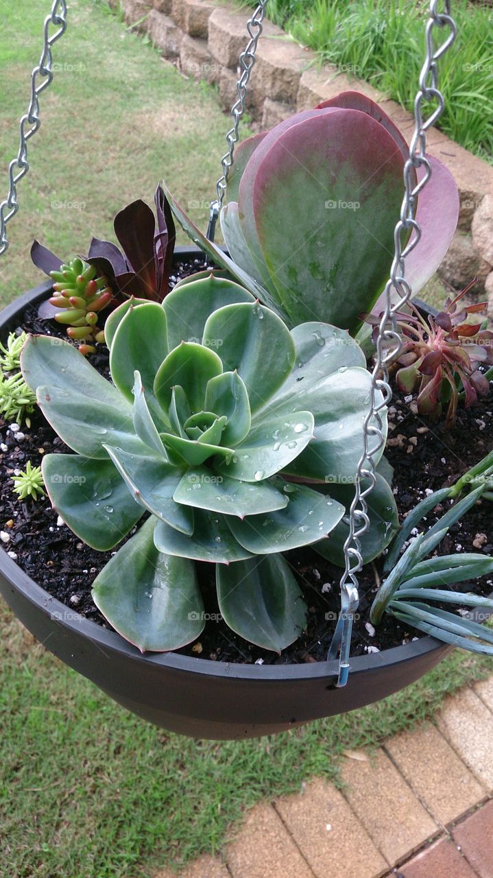 My Succulent Hanging Basket