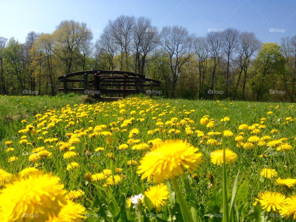 Dandelion meadow