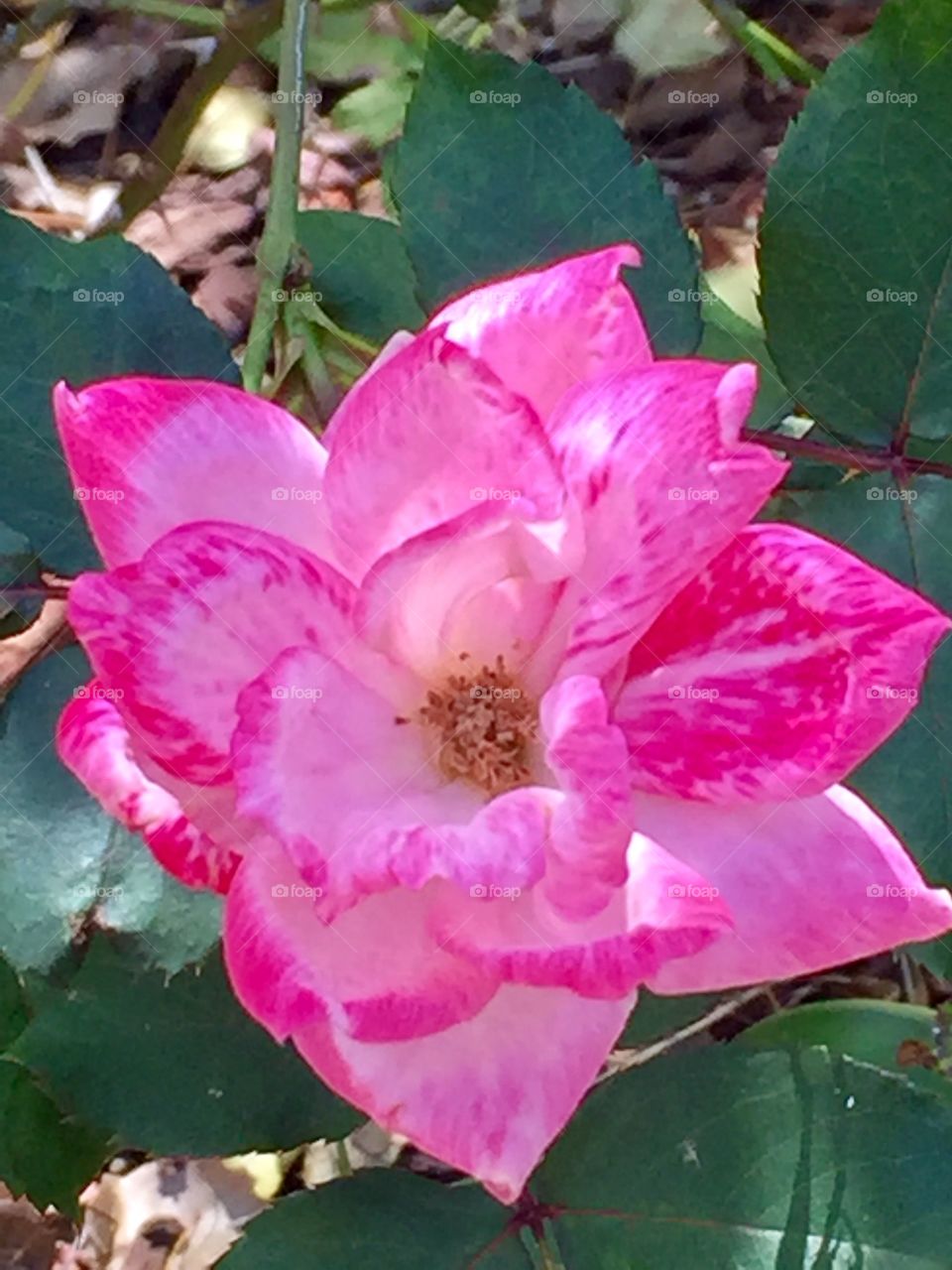 Beautiful pink rose 