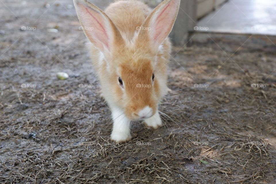 The activities of the rabbit and his friends include eating, walking.