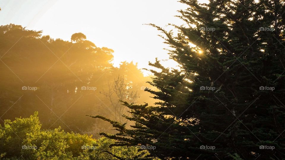 Sunlight streaming through branches.