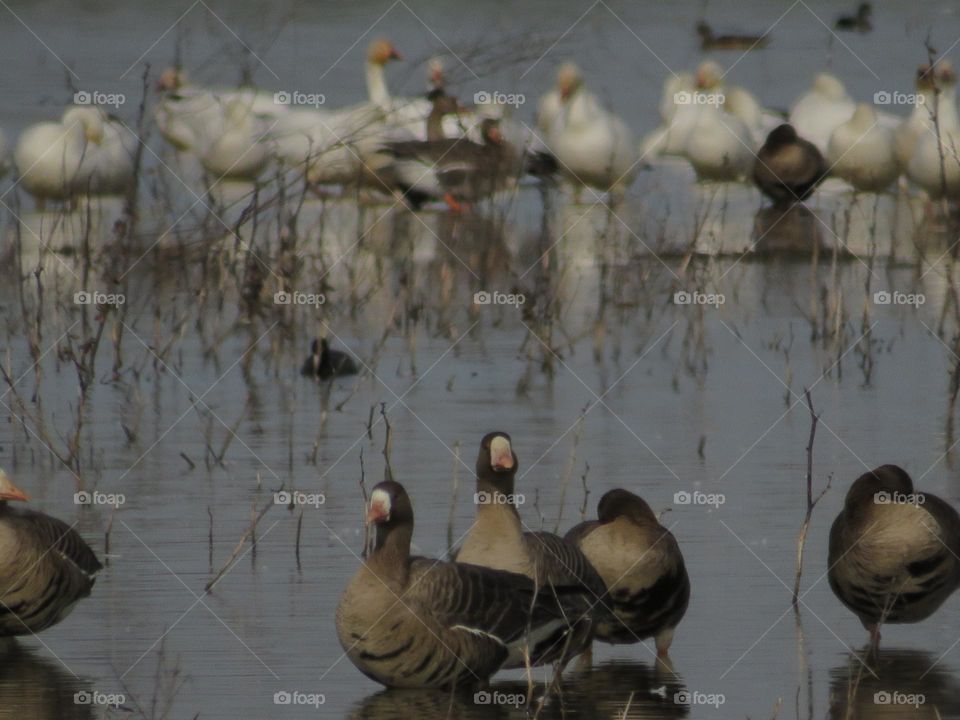 Birds of Unlike Feather Flocked Together