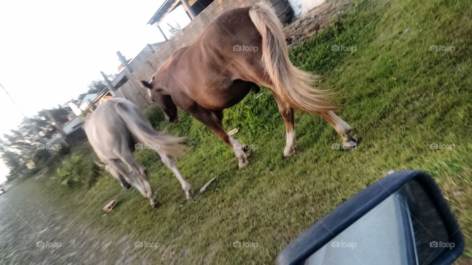 cavalos pastando na beira da rua na praia de Pinhal sul Brasil RS