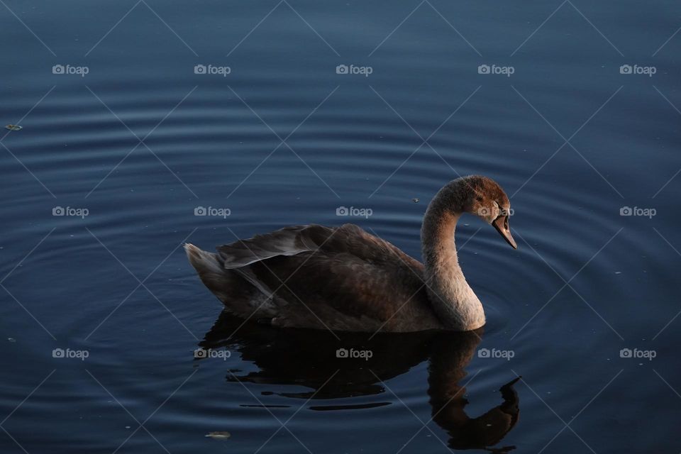 Beautiful young brown Mute swan on a crystal clear deep blue lake reflection