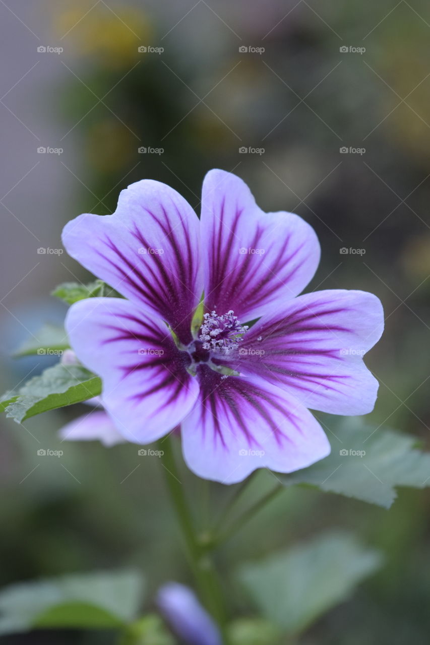 Purple flower 