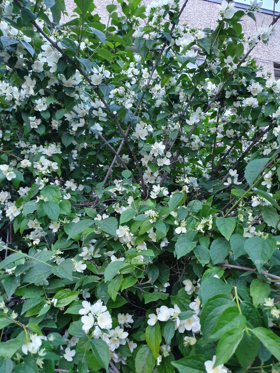 blooming jasmine bush in front of the building
