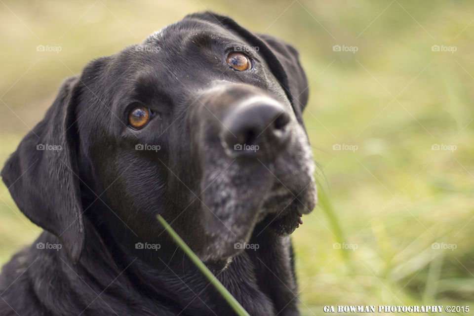 Black Labrador