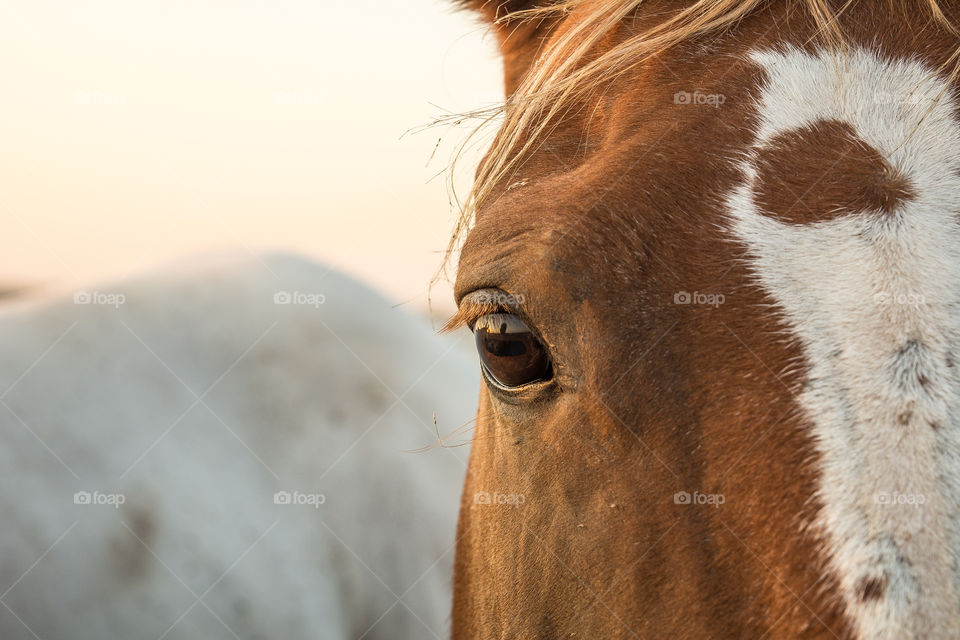 eye of a horse