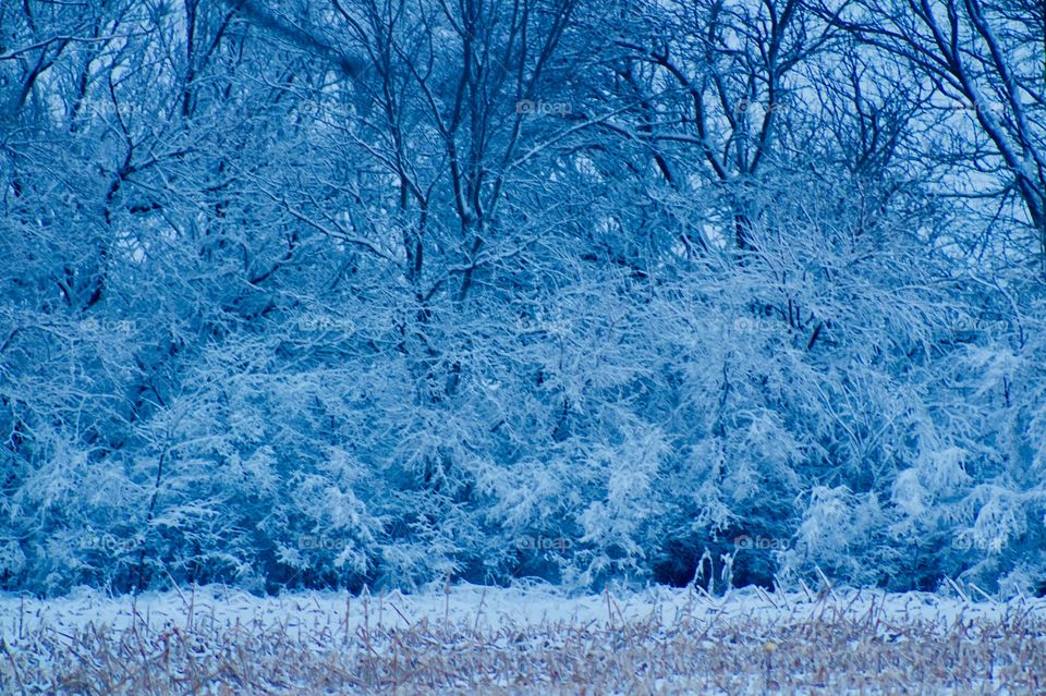 Snowy trees and bushes at the edge of a harvested cornfield on a wintery day 