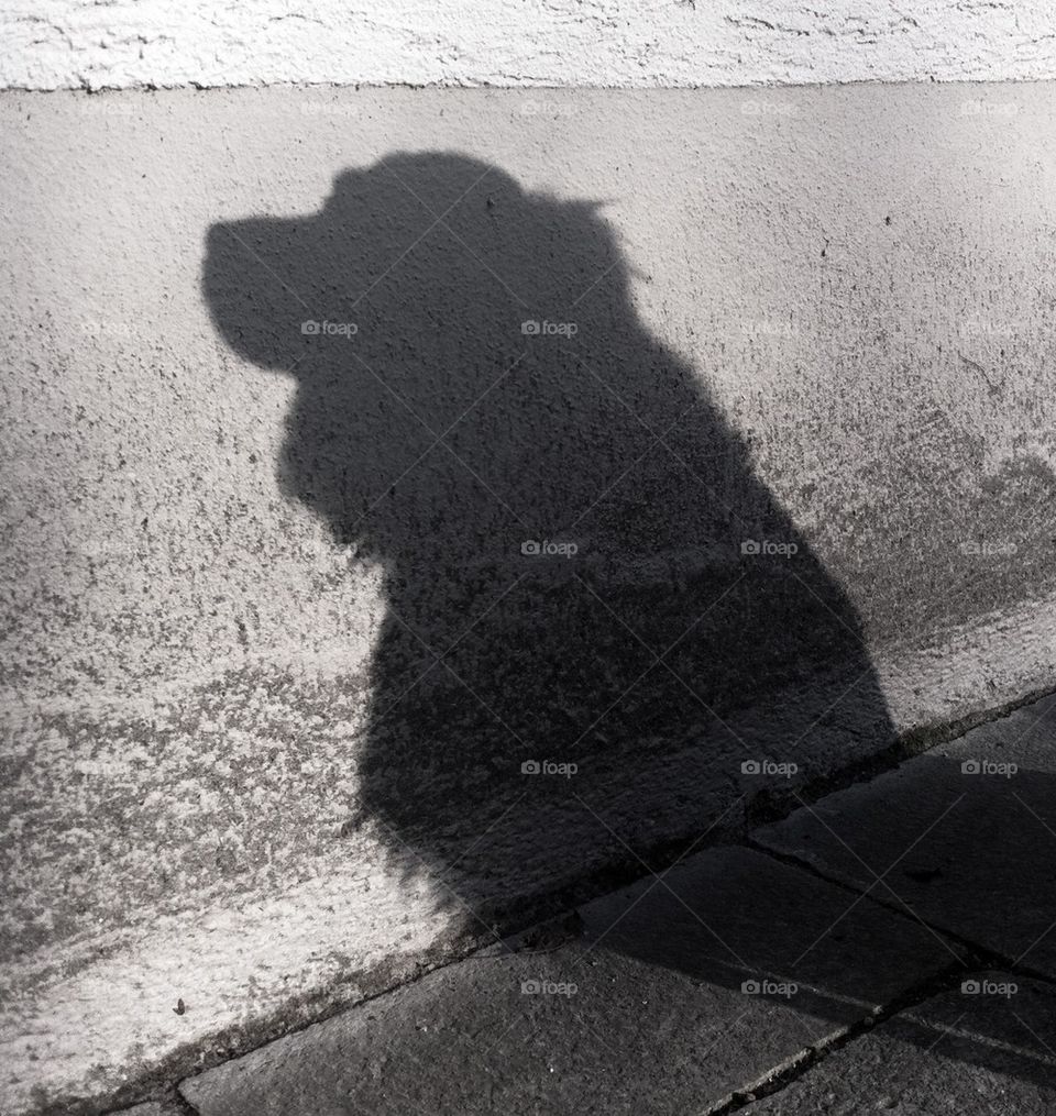 Dog shadow