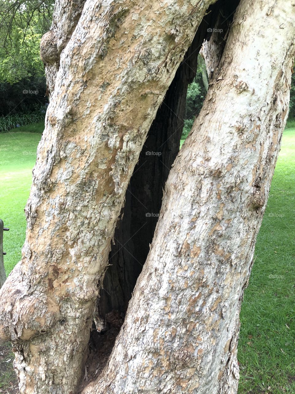 Tree-trunk split