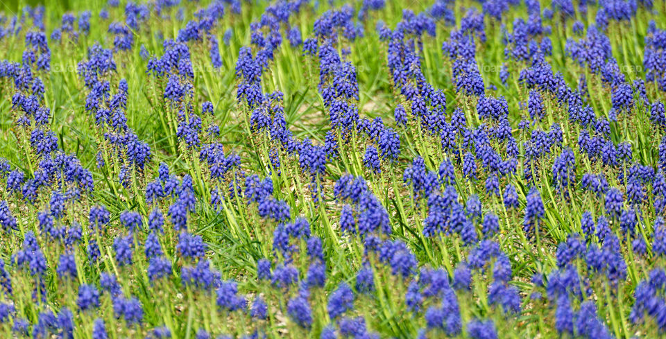 Purple and green ripples