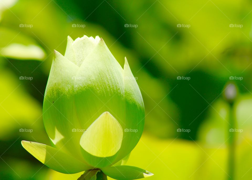 Close-up of flower