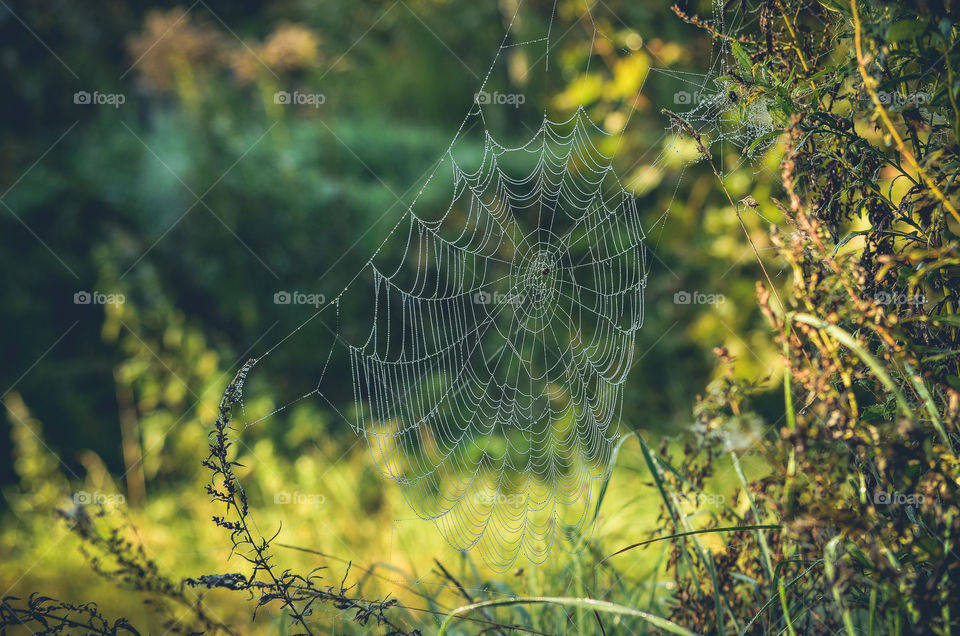 Morning spider web