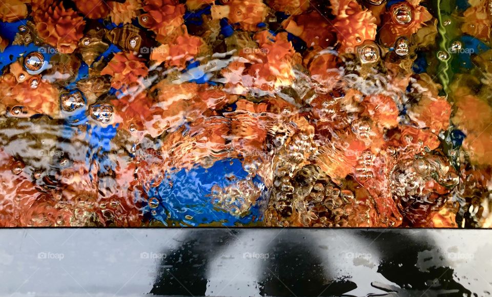 Brightly colored orange sea life against a blue background. An colorful abstraction and curiosity. 