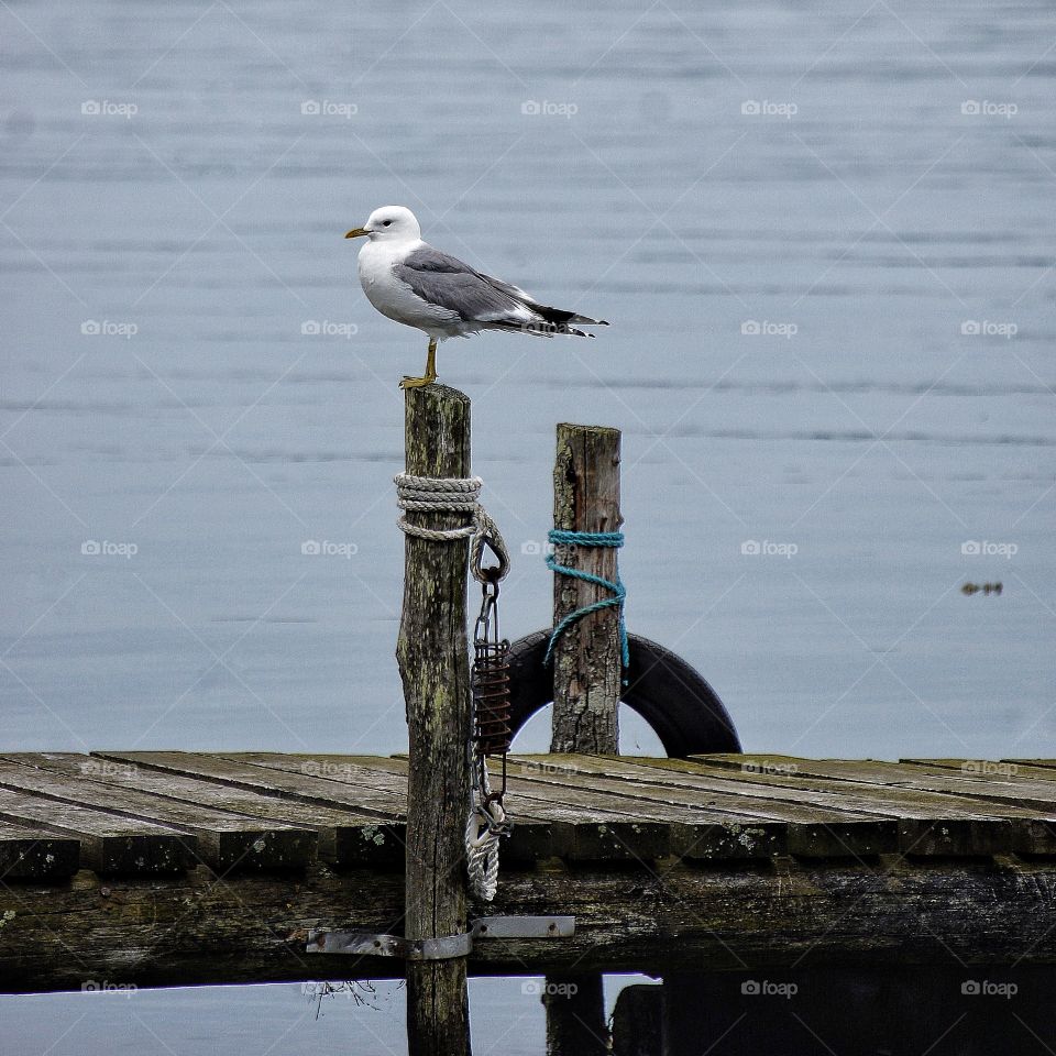 Seagull perching on a wooden pole