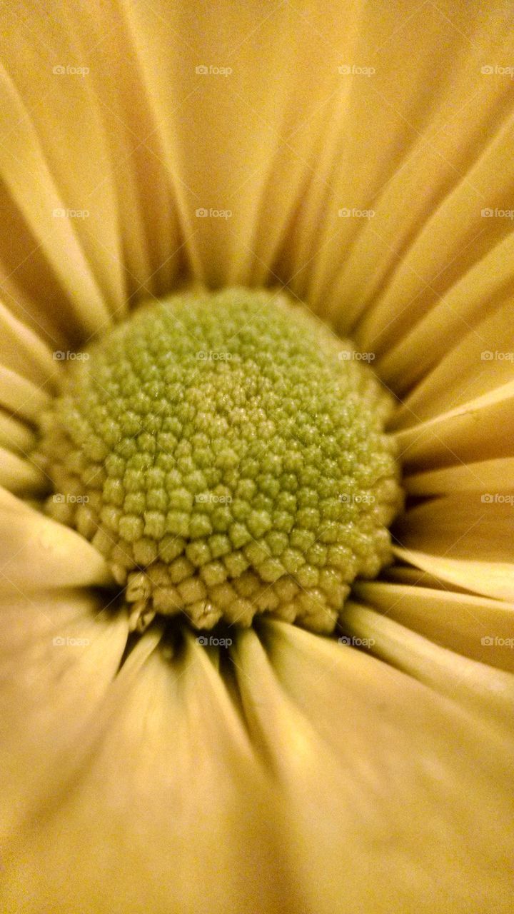 Extreme close-up of yellow daisy flower