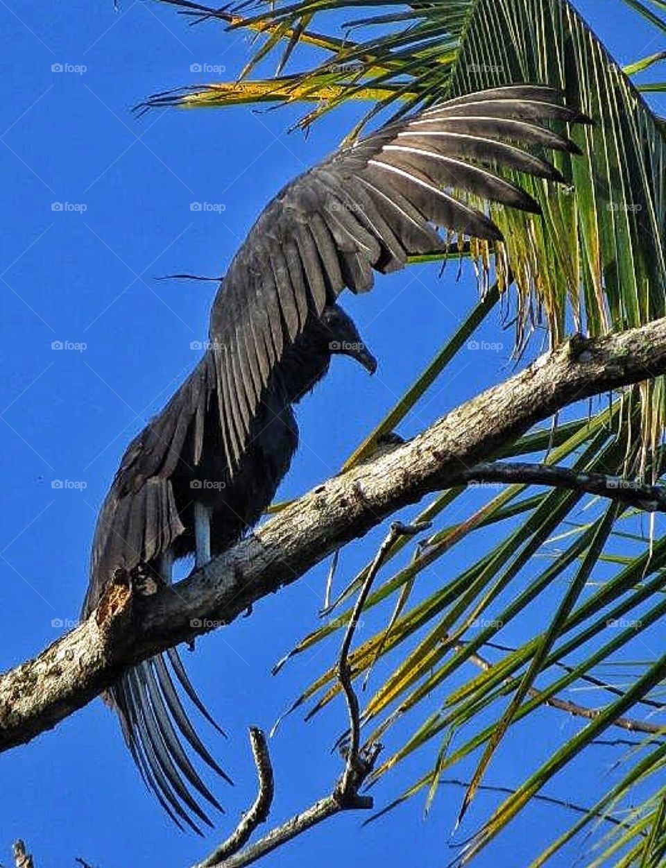 Anhinga bird