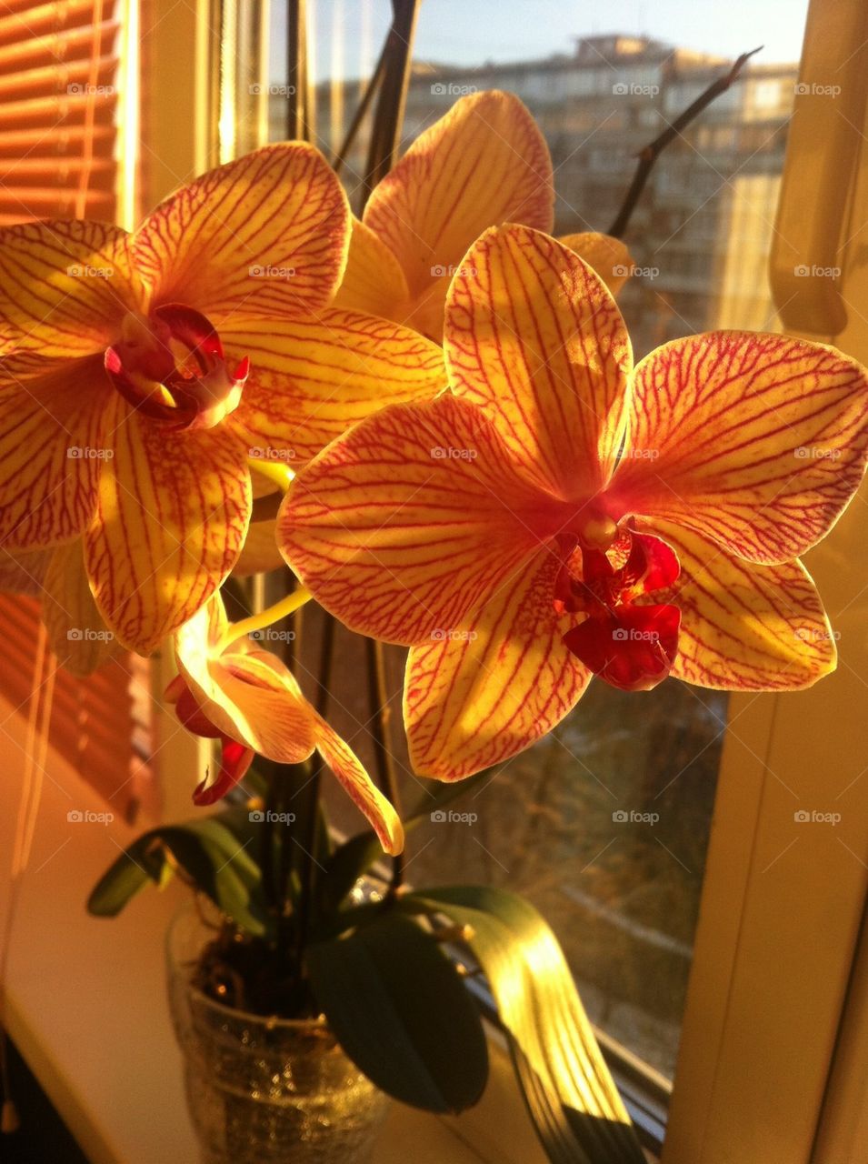 Orchid in sun rays