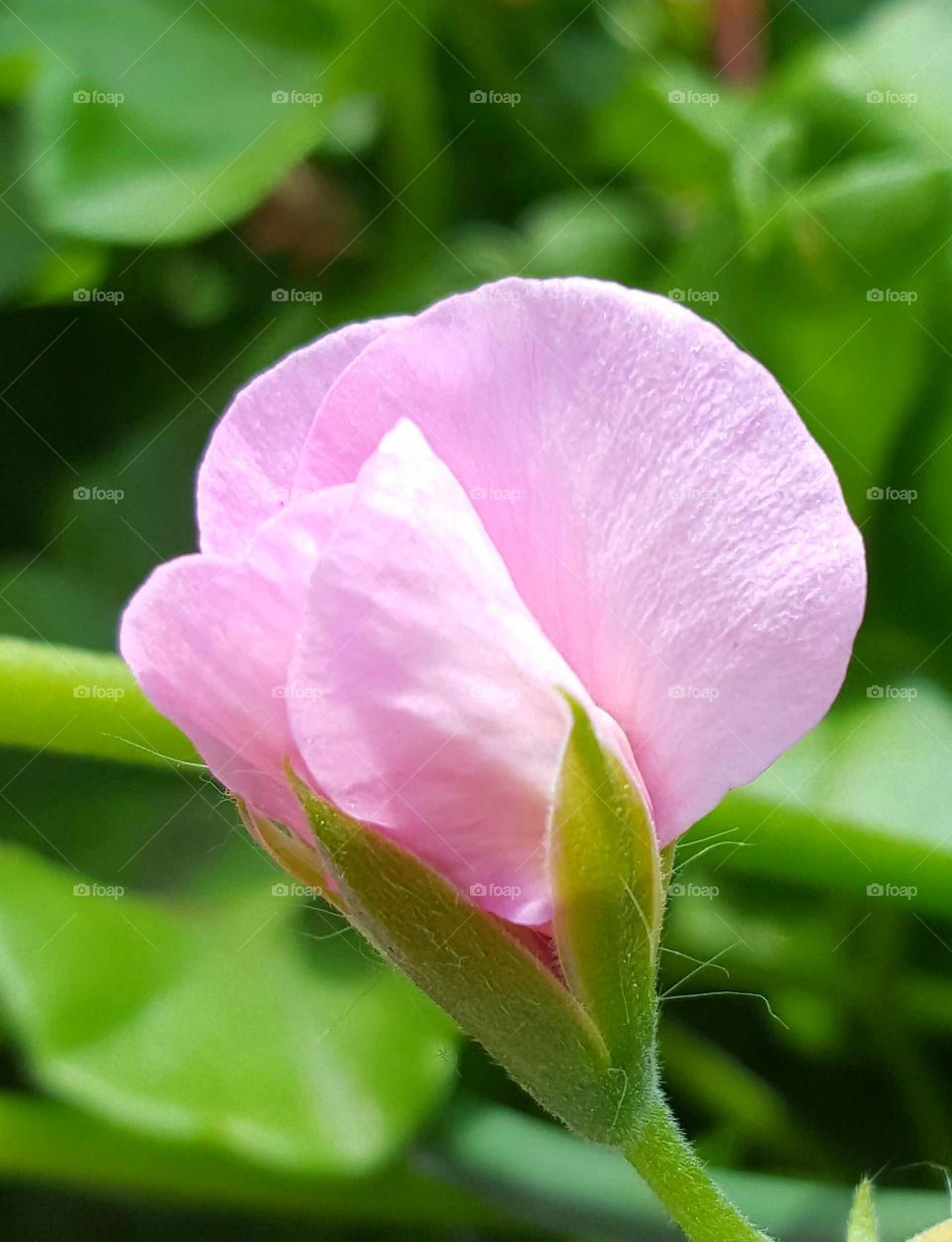 Blume rosa