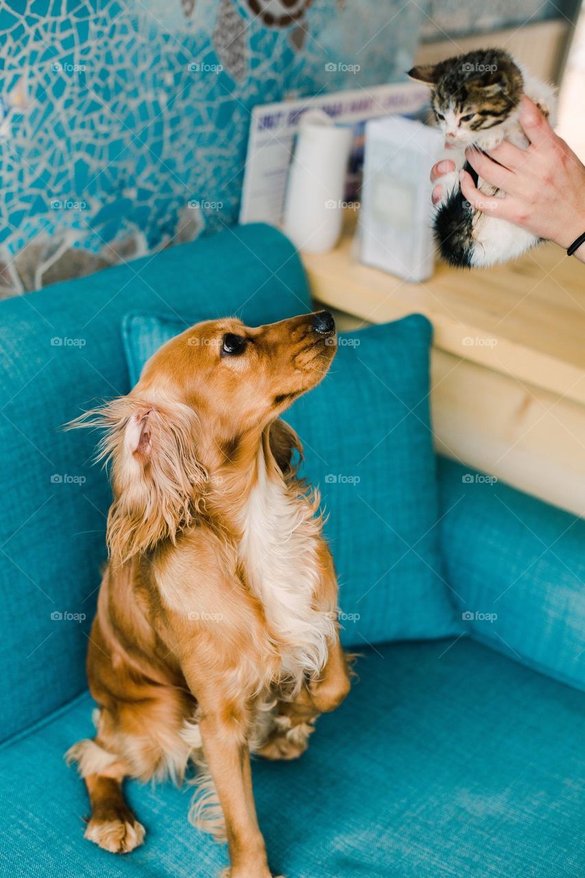 A brown dog is sitting on a blue sofa and when he looks up he sees a small kitten in his hands.