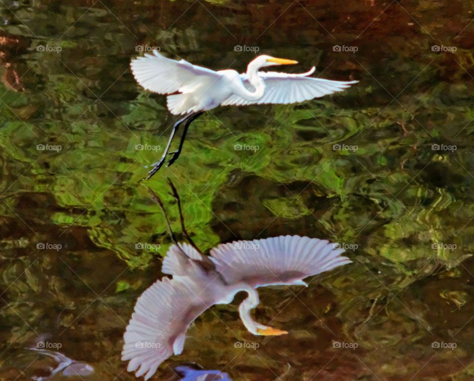 Blue white heron flying