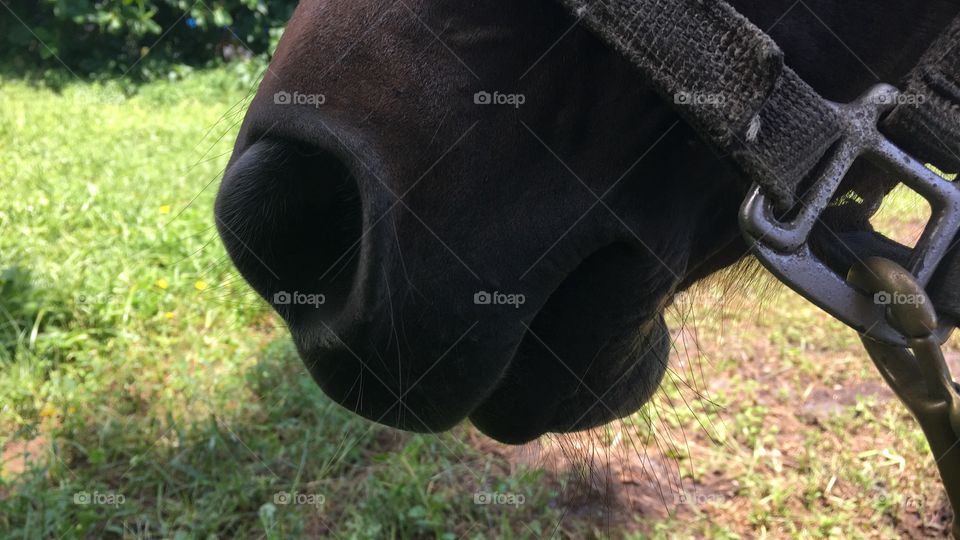 A horse nose from up close (again)