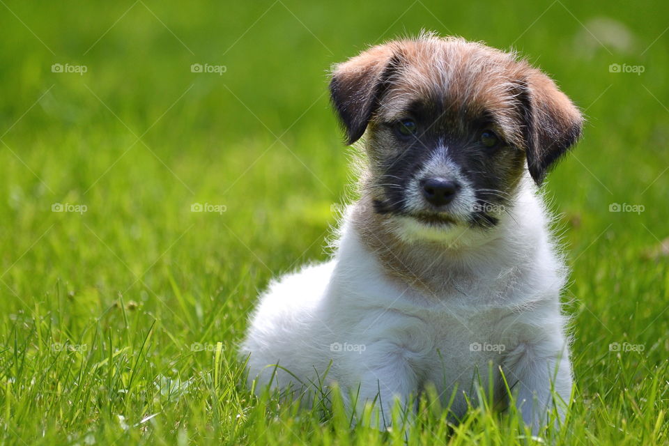 Cute puppy sitting in the grass