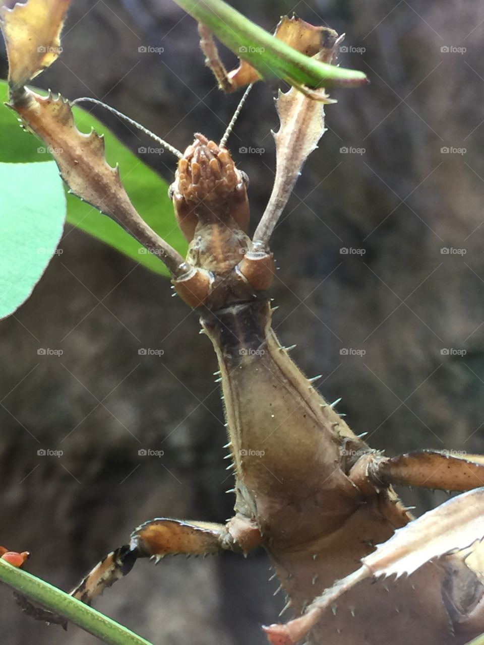 Stick insect. San Diego zoo 