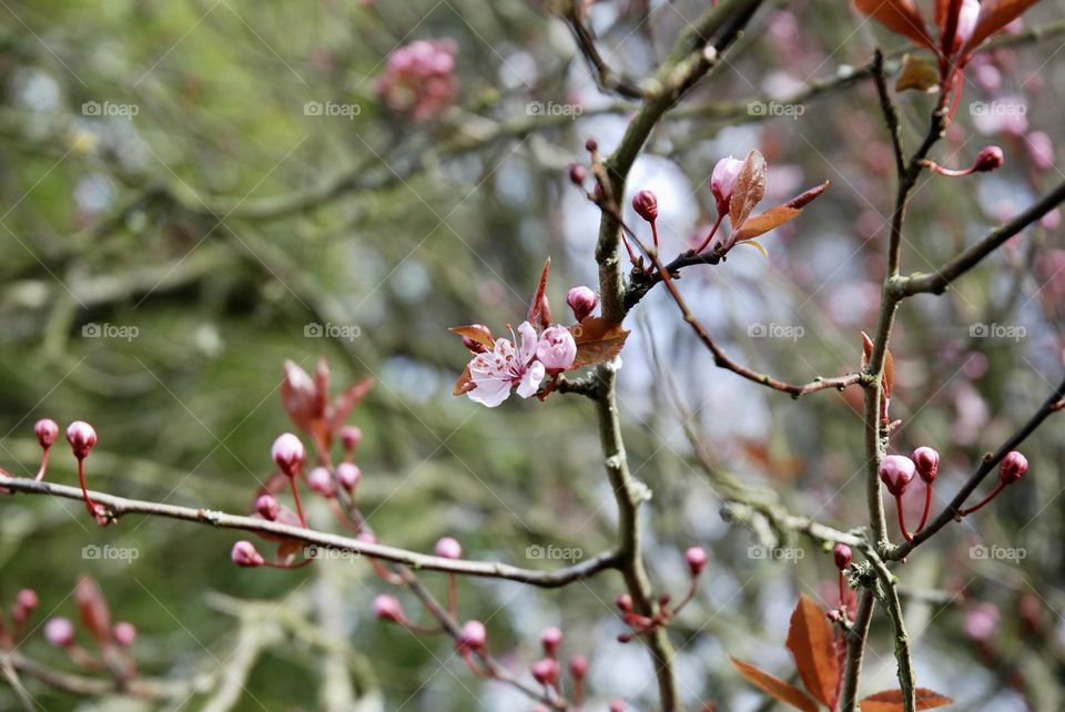 Ornamental cherry tree blossom 