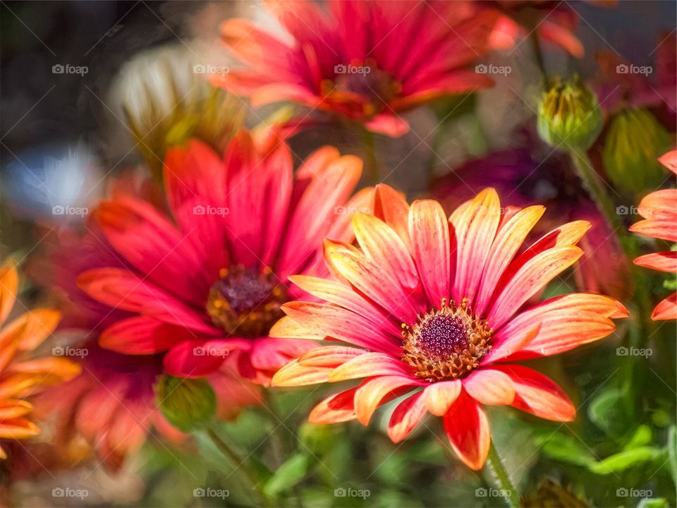 multicolor Flowers in garden