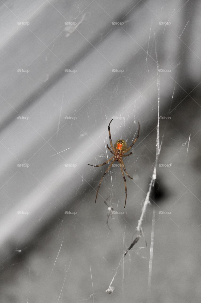 Brown Widow 