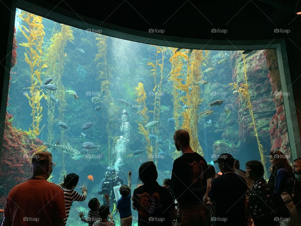 Kelp Forrest at the California Science Center located in Los Angeles, California 