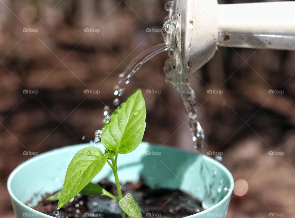 Watering a pepper seedling.