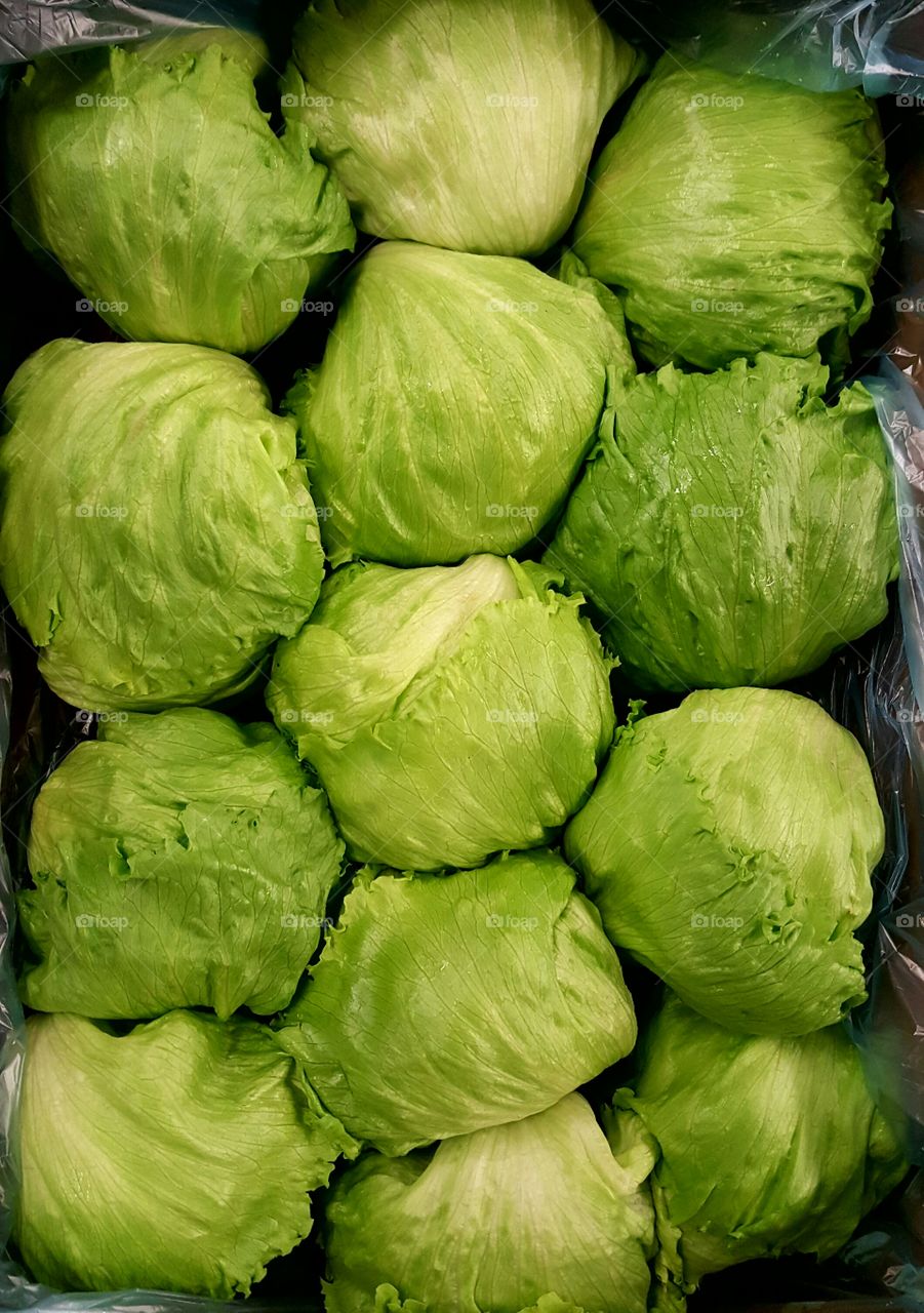 Iceberg lettuce