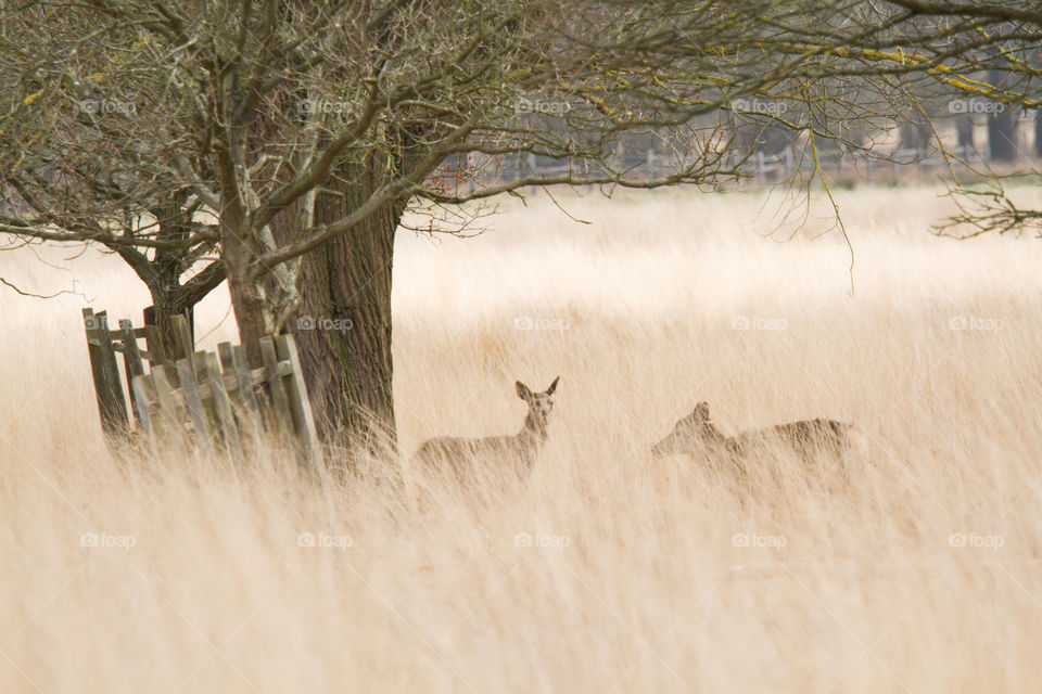 A beautiful deer in the park. Richmond park in London. Sweet animal portrait.