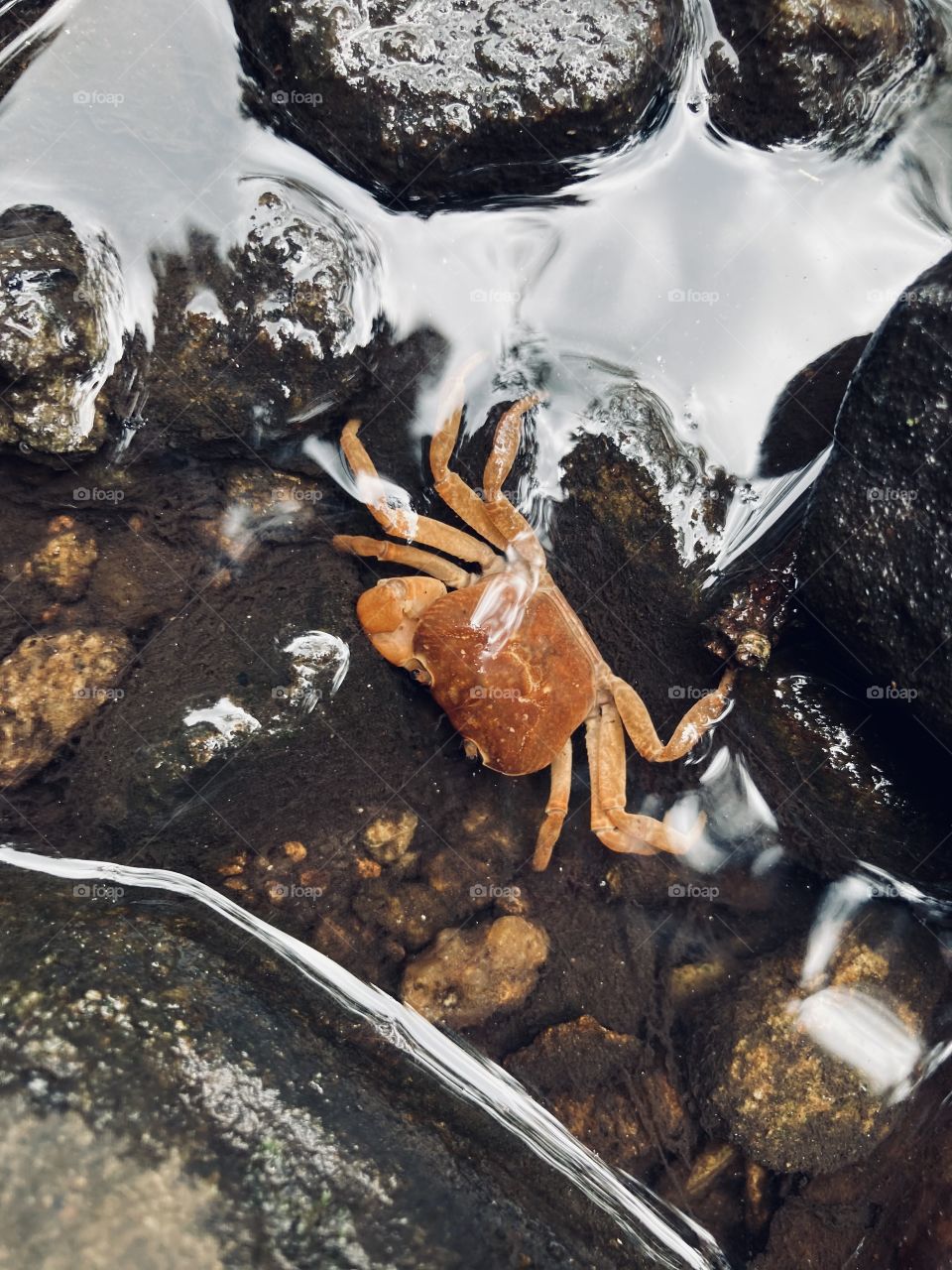 Freshwater crab