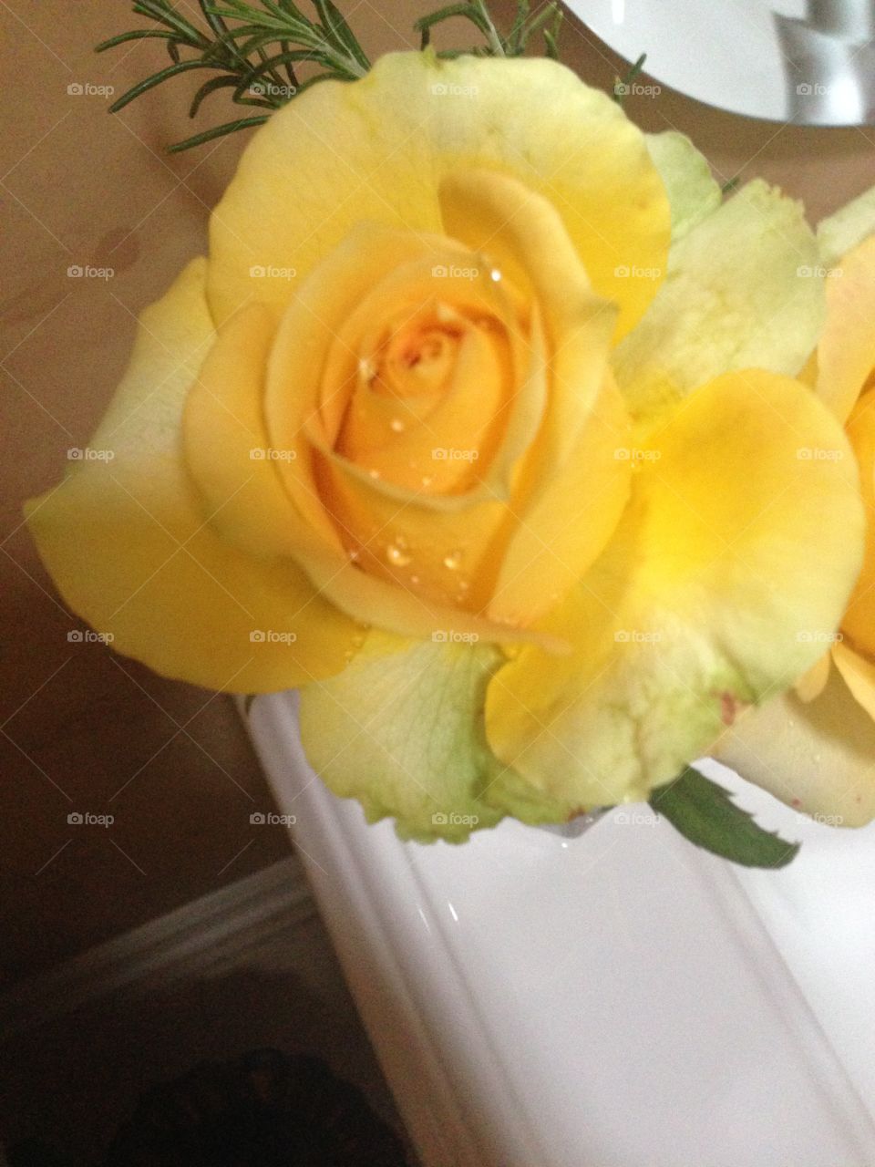 Yellow Rose with moisture in a vase, on a sink.