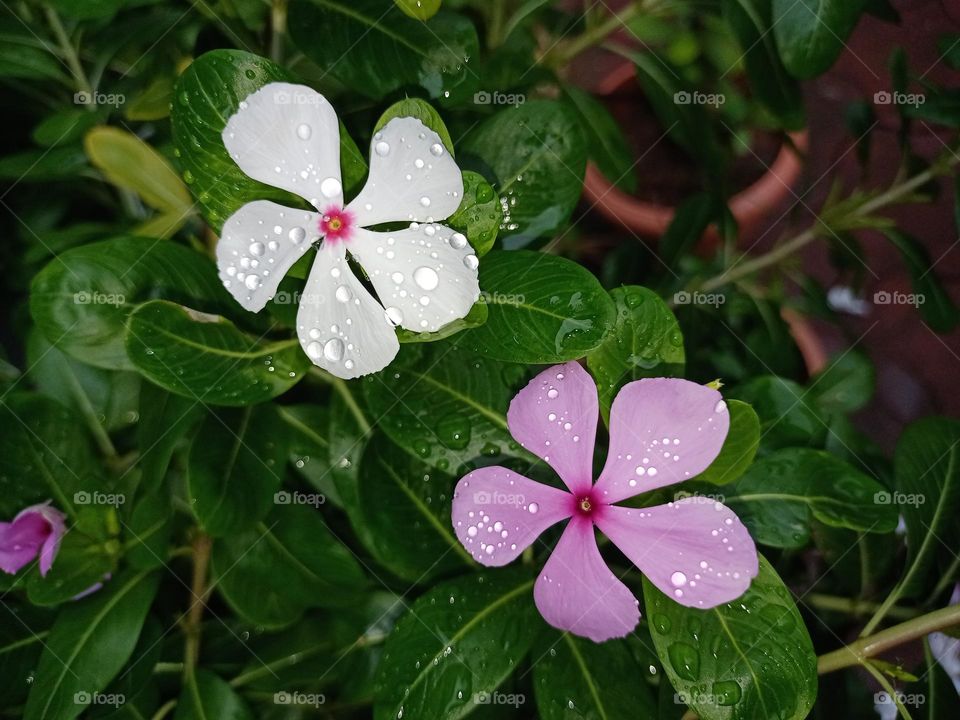 To beautiful flowers with and pink with nice green background it's looking awesome in renny days