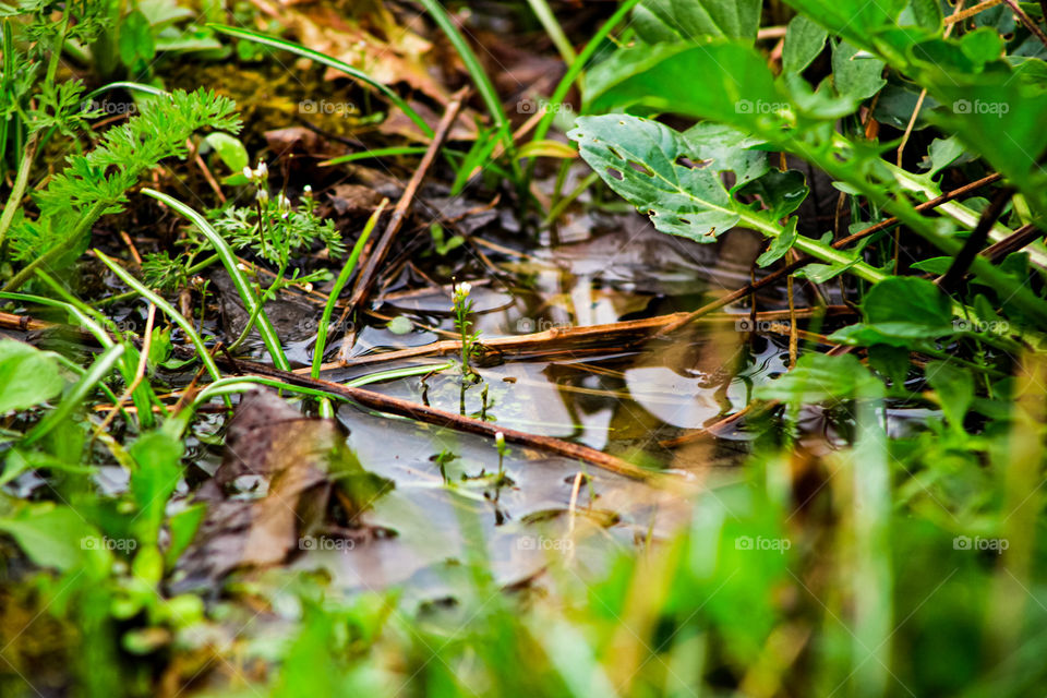 Pond in upstate New York after it’s rained 