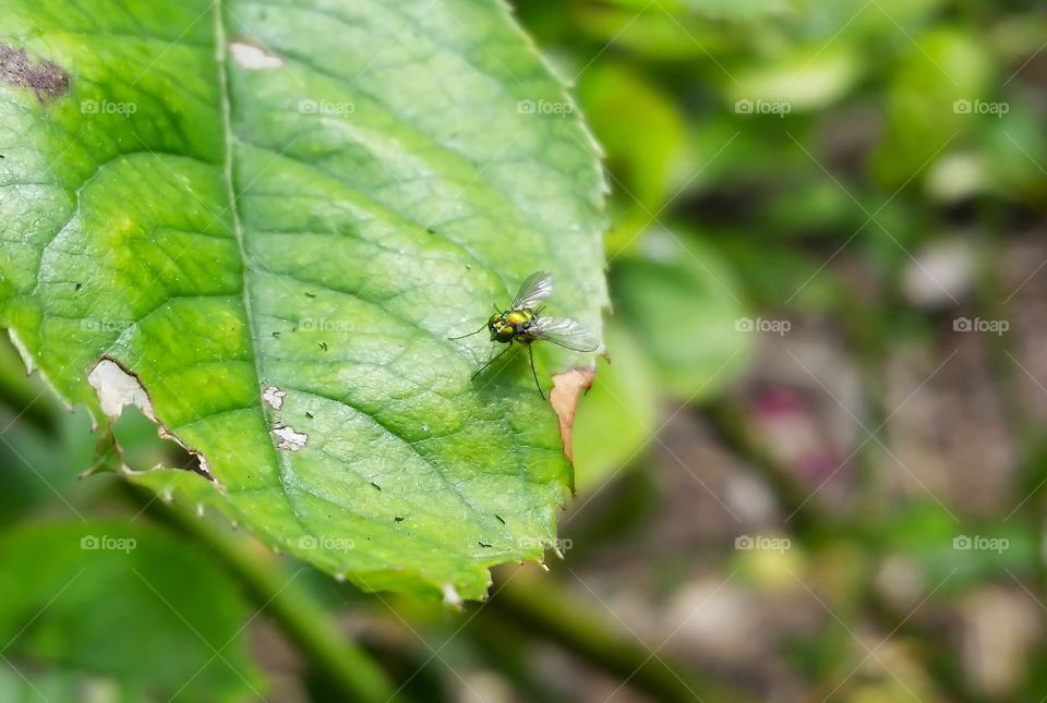 Iridescent long-legged fly on leaf
