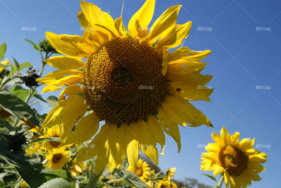 Sunflower