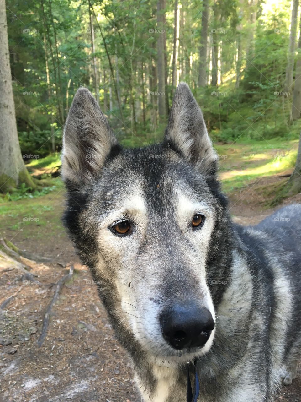 My sweet Husky dog