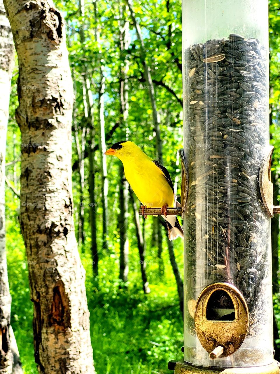 beautiful yellow bird
