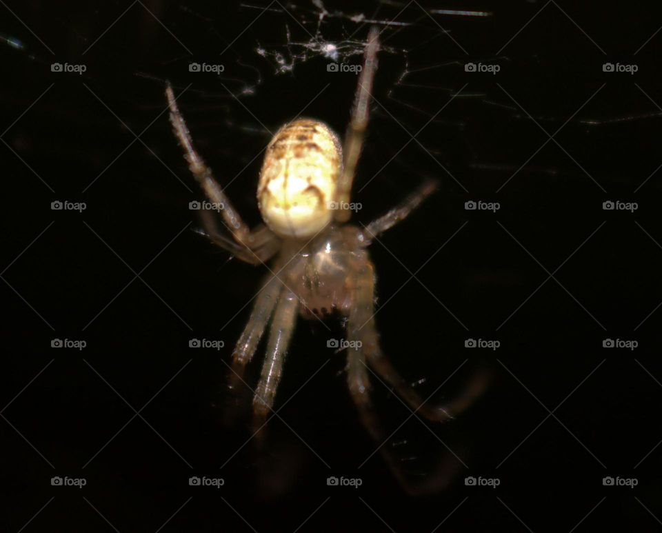 A white spider resting on its web.