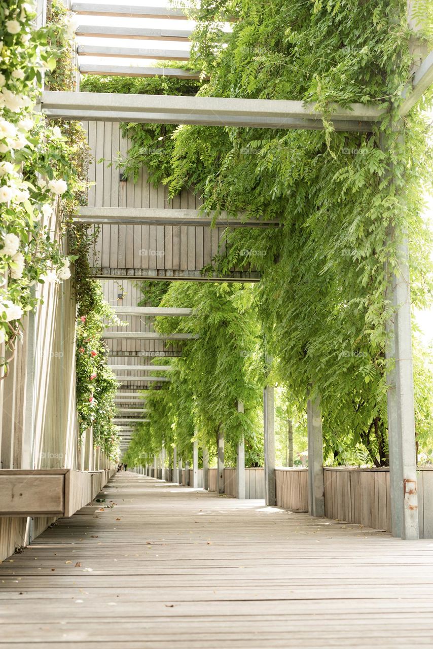 plants in city streets