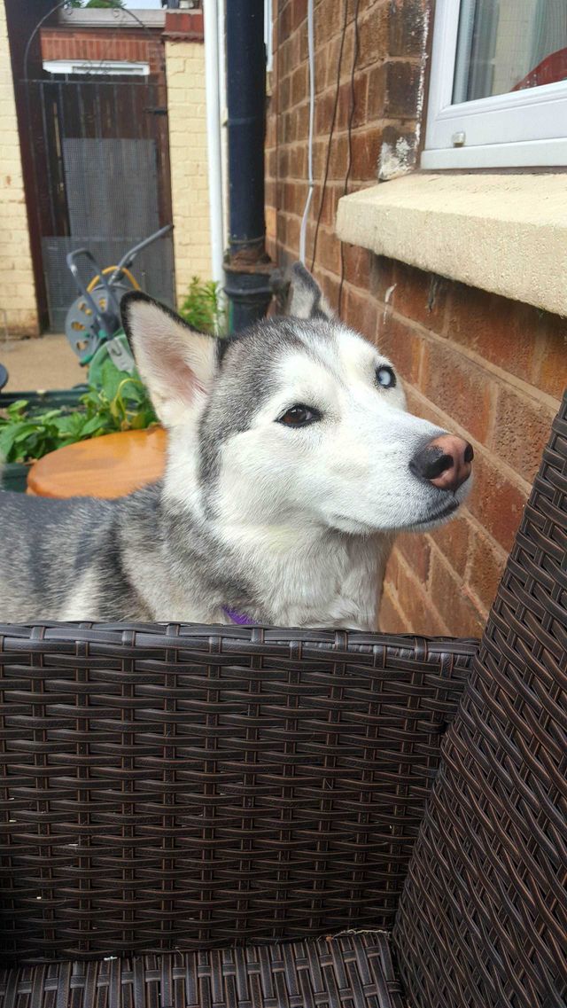 Siberian husky