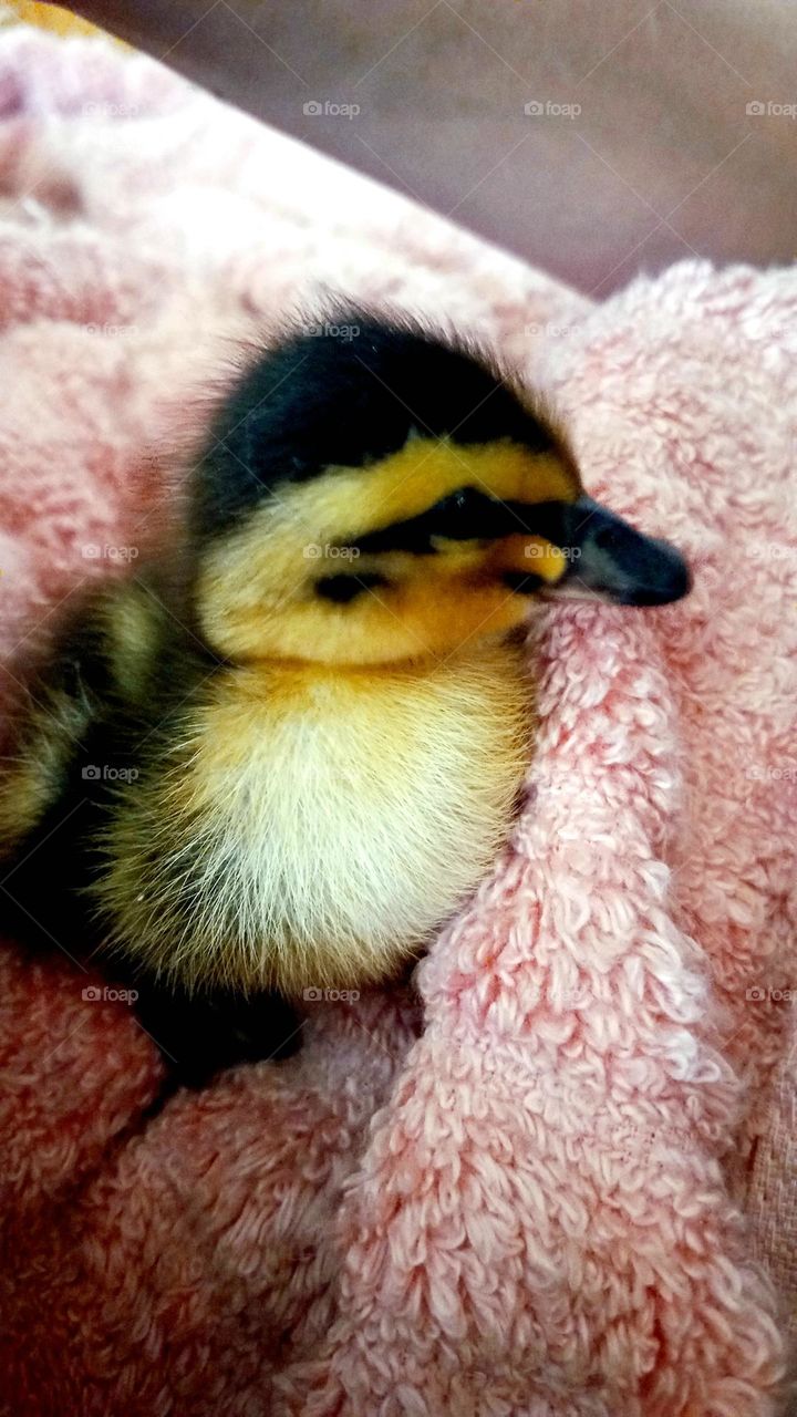 Cuddled Duck