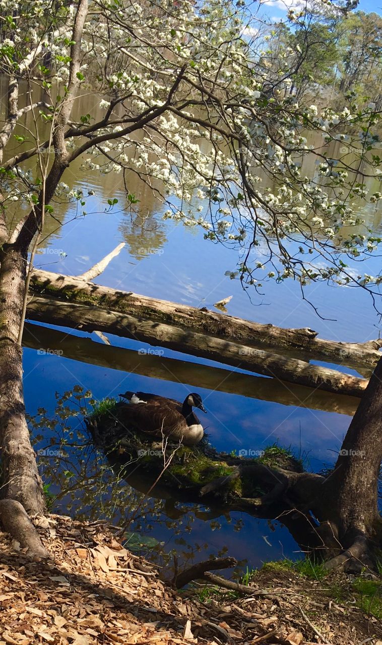 Nesting beneath the dogwood 